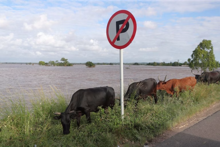 Produção de carne em Moçambique aumentou mais de 11% em 2025