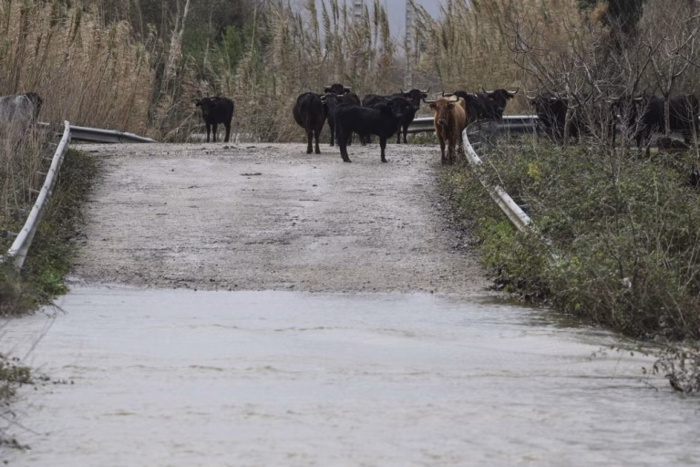 Agricultores com 1.695 declarações de prejuízo a Norte, 70% são do Douro