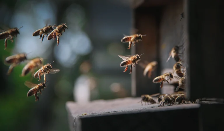 Por que morre a abelha depois de picar e o que isso diz sobre a natureza