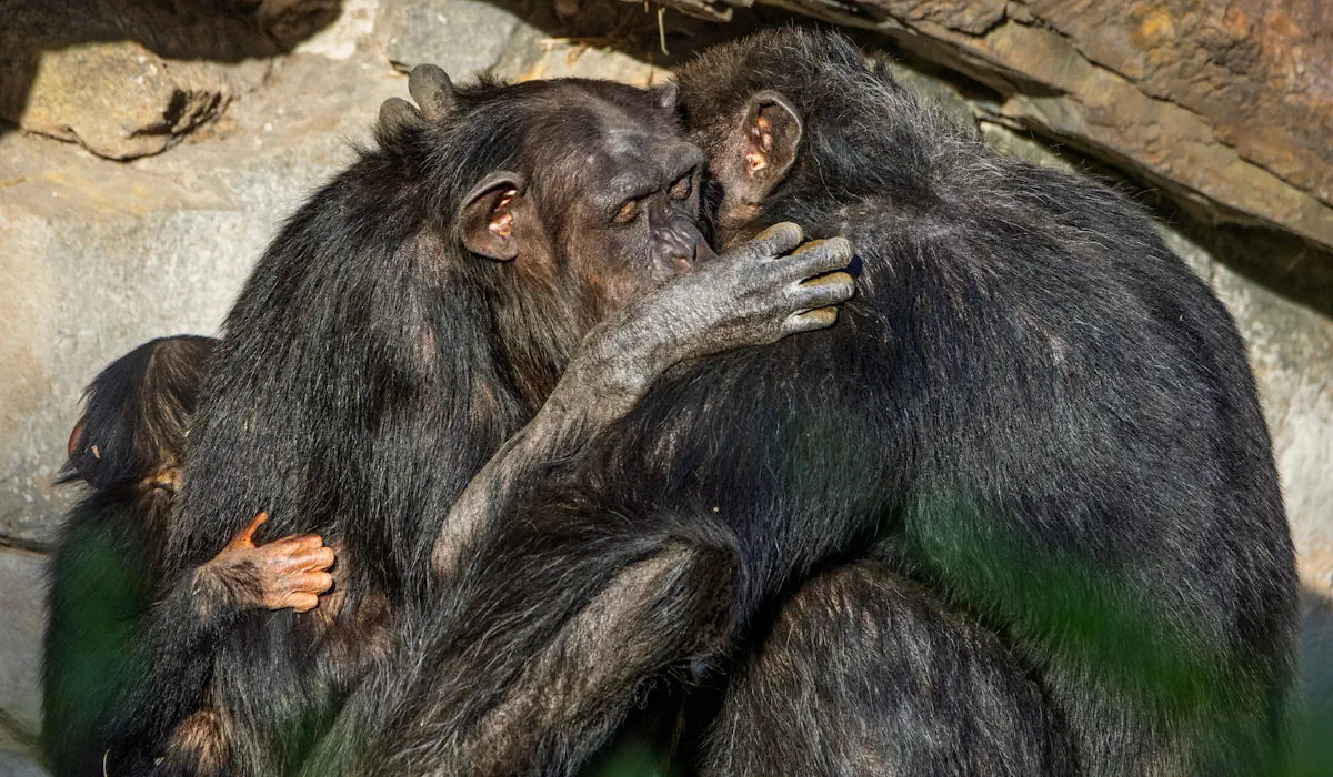 O que os animais fazem quando ninguém está a ver e que nos diz muito sobre eles