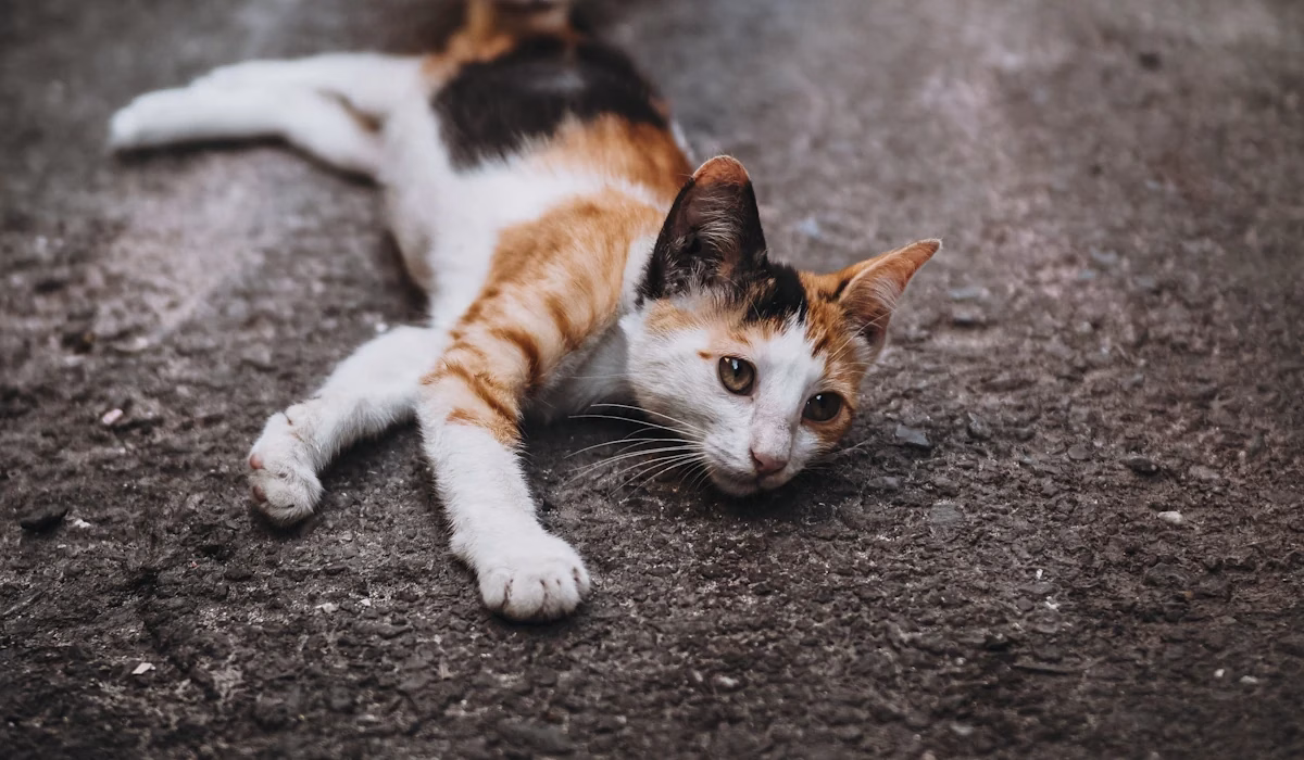 O ronronar do seu gato é uma manipulação biológica e a ciência prova-o