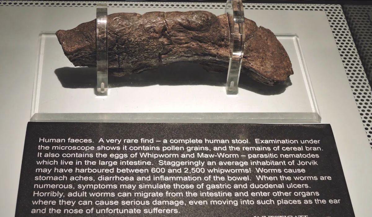 O maior cocó humano fossilizado é ‘tesouro’ biológico e está em exposição