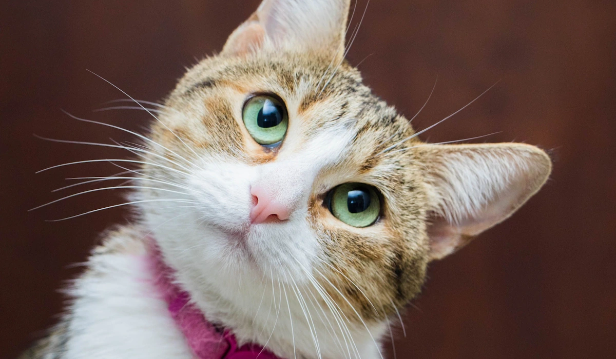 10 mitos sobre gatos que a ciência já provou serem mentira