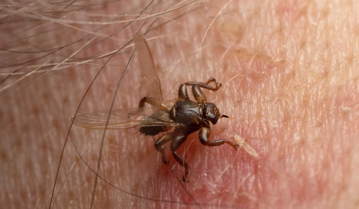 A mosca que arranca as próprias asas e fica quase cega depois de encontrar o hospedeiro