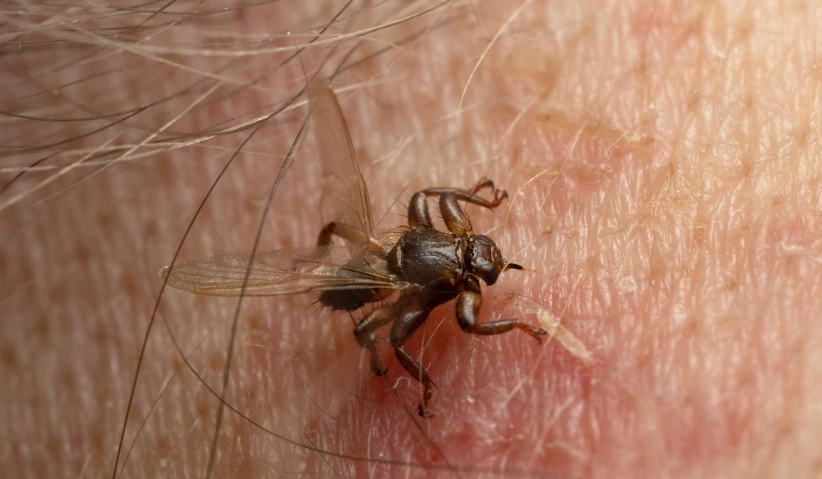 A mosca que arranca as próprias asas e fica quase cega depois de encontrar o hospedeiro