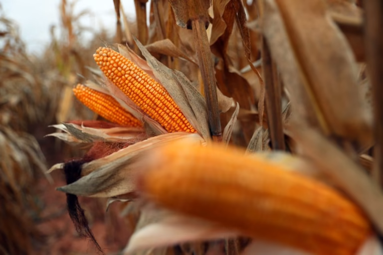 Produção de milho ficou quase 40% abaixo da média em Cabo Verde - FAO