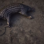 Logotipo Ex-caçadores tornam-se guardiões da floresta e ajudam a salvar pangolins em Angola