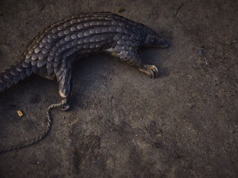 Ex-caçadores tornam-se guardiões da floresta e ajudam a salvar pangolins em Angola
