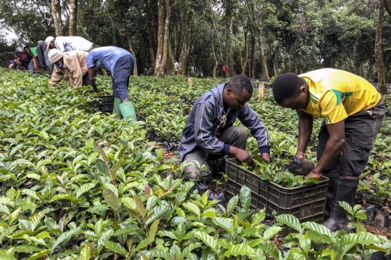 Estudo revela aroma de jasmim e frutas no café moçambicano do parque de Chimanimani