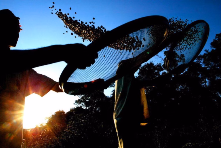 Exportações de café do Brasil em janeiro caem 30,8% para 2,78 milhões de sacas