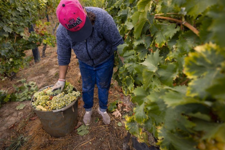 Viticultores confirmam descida da produção e apontam dedo às condições meteorológicas