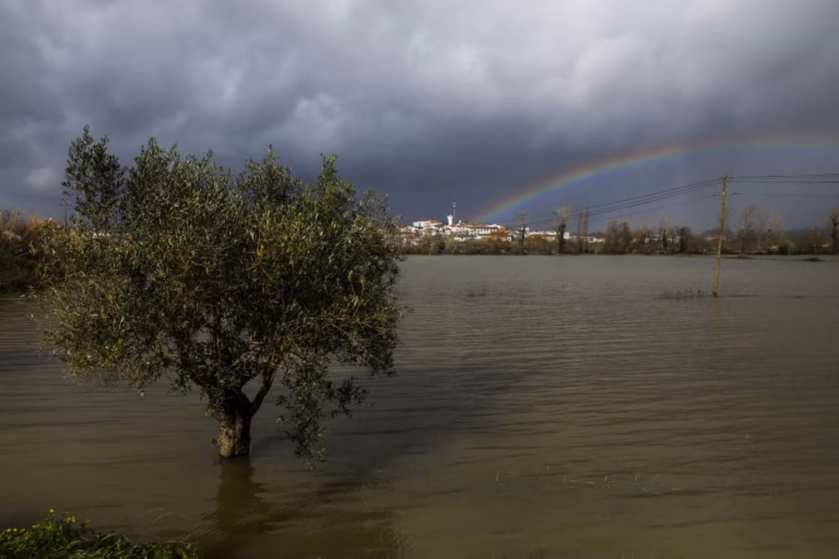 Lisboa e Vale do Tejo com 107,9 ME de prejuízos declarados na agricultura - CCDR