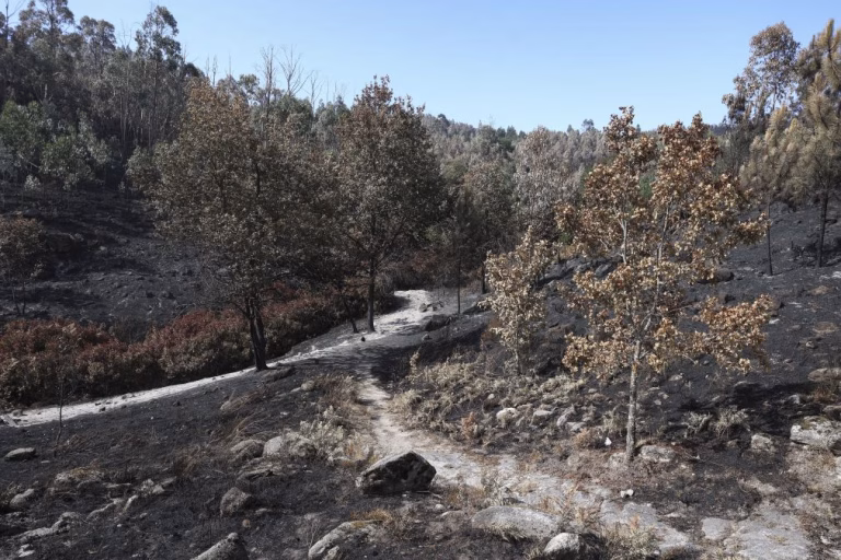 Chamas destruíram Reserva Botânica de loendros em Vouzela