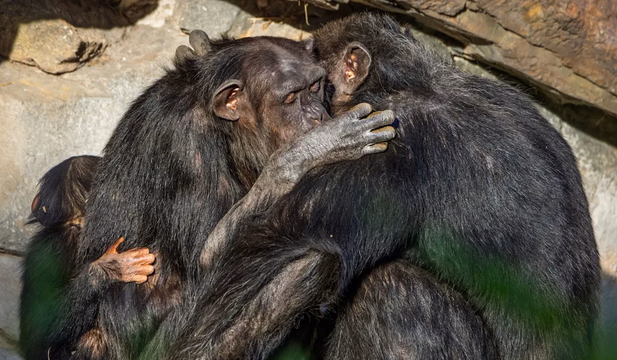 O que os animais fazem quando ninguém está a ver e que nos diz muito sobre eles