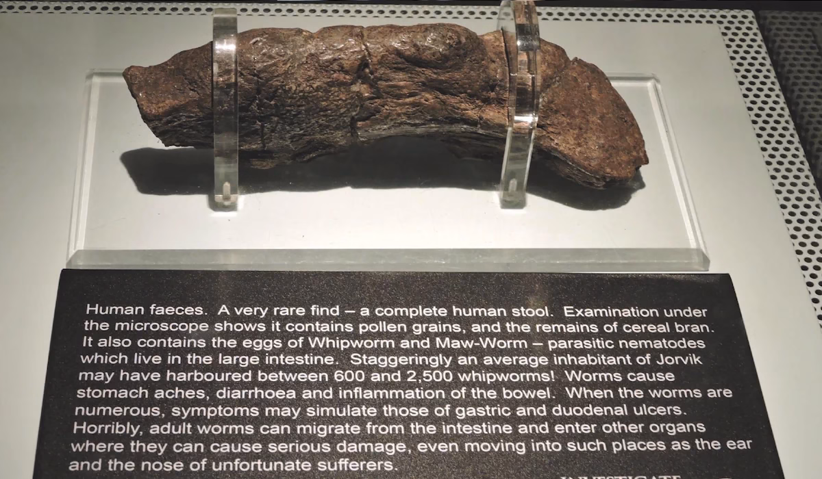 O maior cocó humano fossilizado é ‘tesouro’ biológico e está em exposição