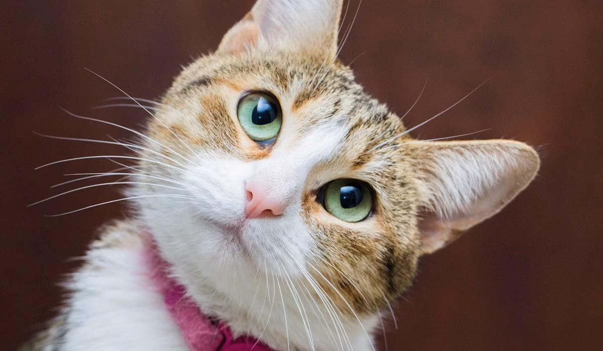 10 mitos sobre gatos que a ciência já provou serem mentira