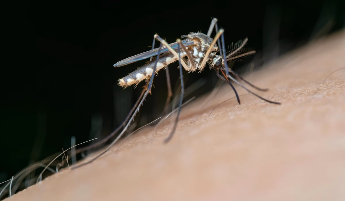 Mosquitos urinam durante a picada para garantir a fuga