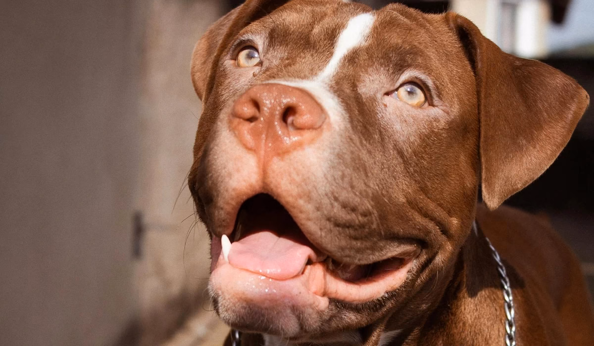 Temperamento do Pit Bull: Ciência desmente o mito da agressividade nata