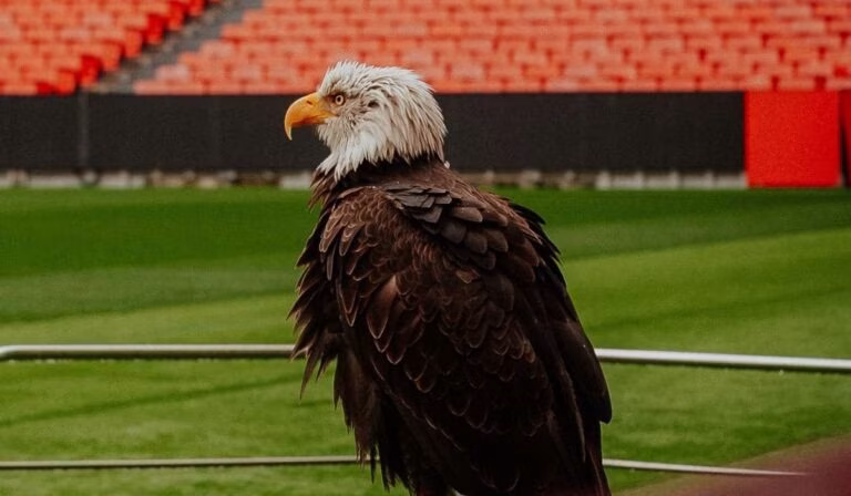 Benfica – Treinador da águia Vitória fica em prisão preventiva por suspeitas de tráfico de droga
